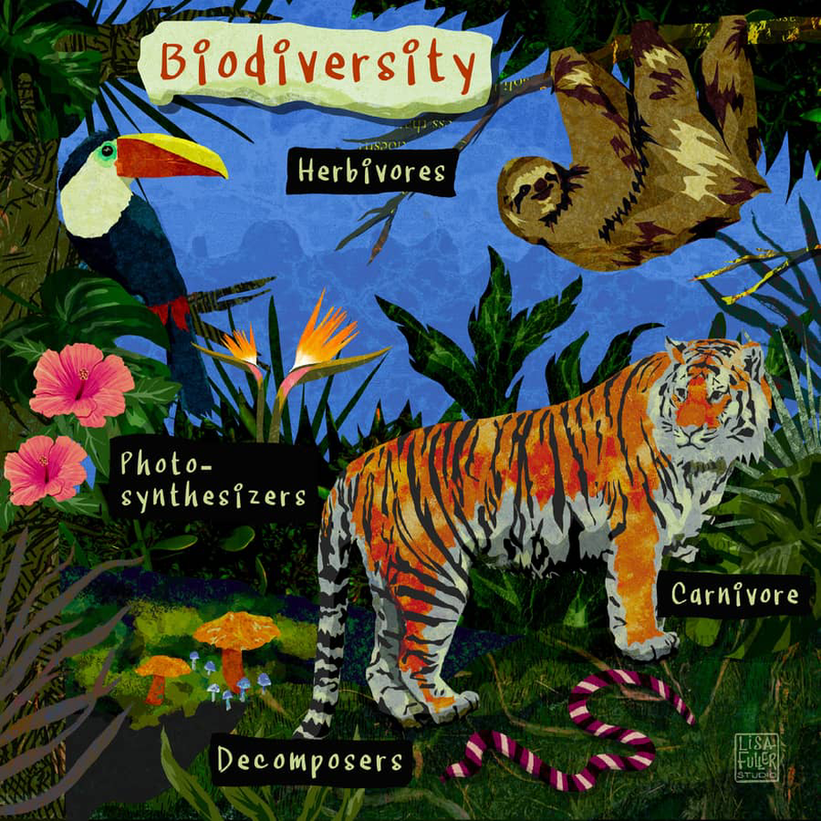environmental biodiversity illustration featuring herbivores photo-synthesizers carnivores and  decomposers